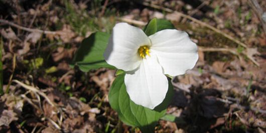 The Trillium, Ontario's provincial flower, is abundant in the spring © C. Downes