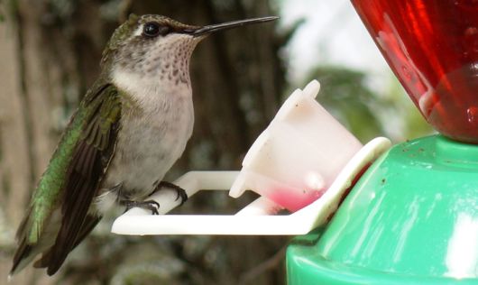 A tiny Ruby-throated Hummingbird stopping briefly to feed © L. Hugill