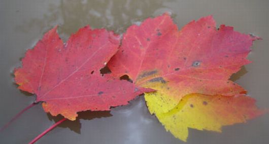 Fall maple leaf colors on Lake Wahwashkesh © C. Downes