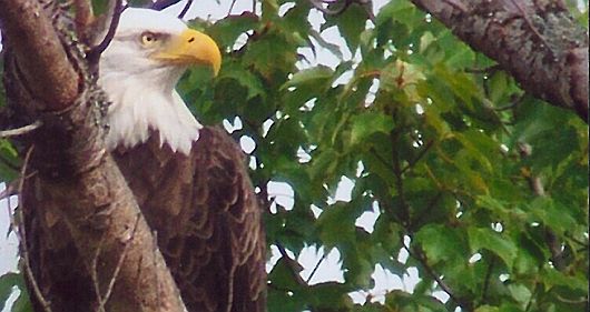 A Bald Eagle visited WWK in the summer of 2006 © L. Hugill